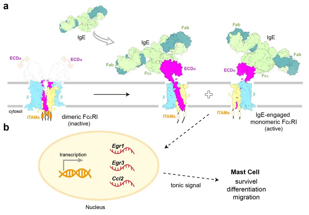 Molecular mechanism of IgE-mediated FcεRI activation